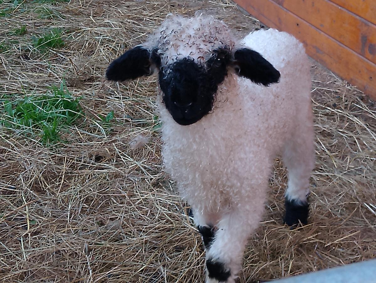 Walliser Schwarznasenschafe 3