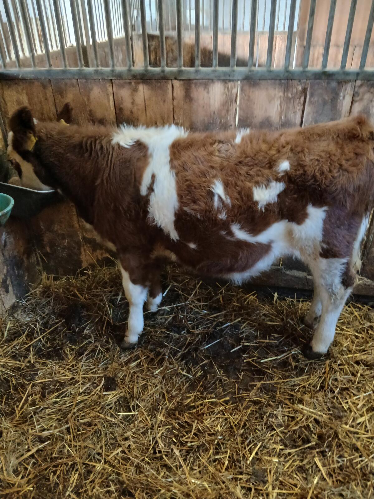 Fresser/Einsteller weibl. FV 2