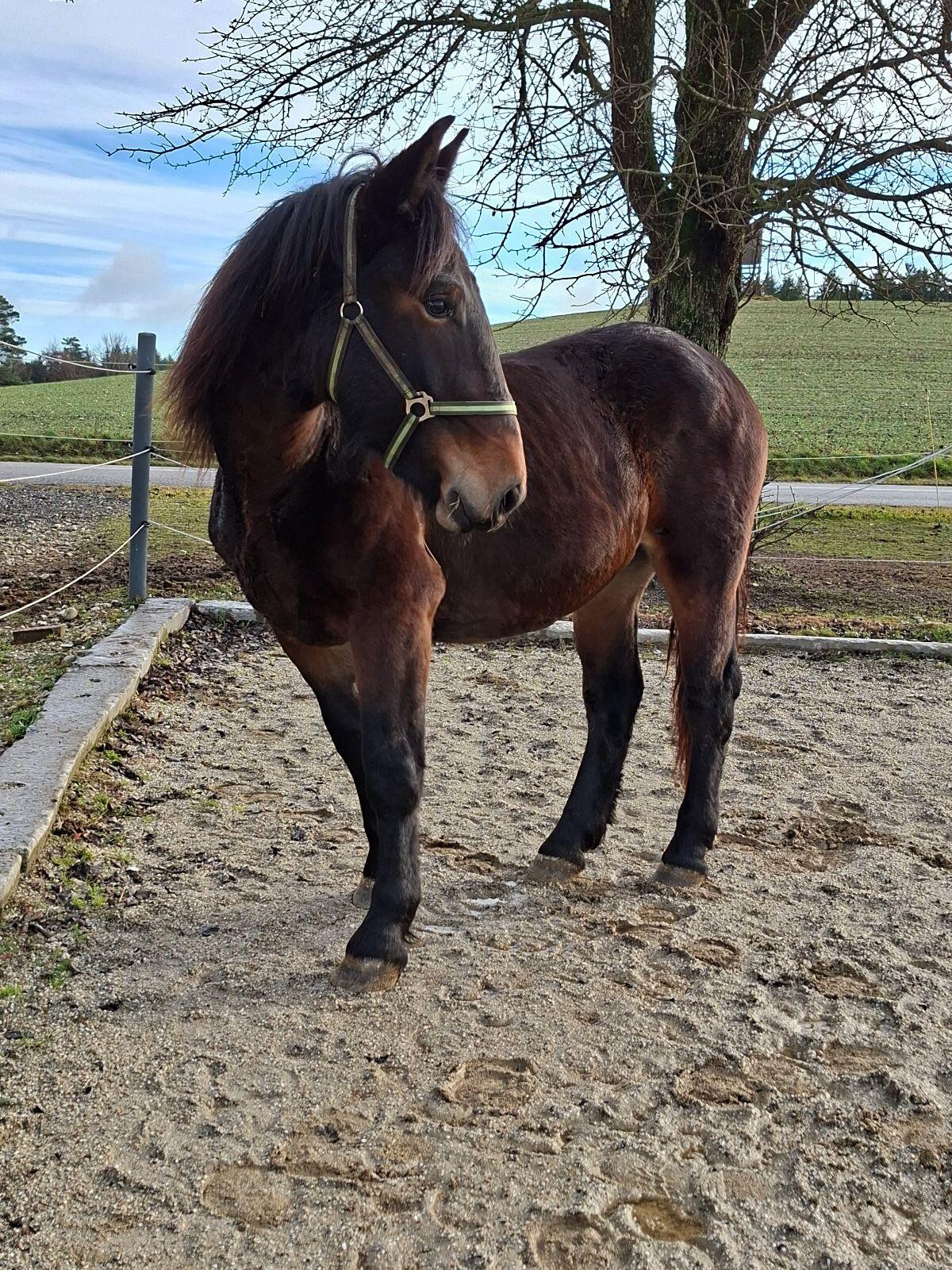 Norikerstute 1 Jahr 2