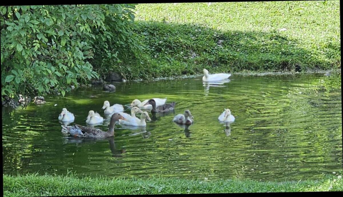 Laufenten abzugeben 1