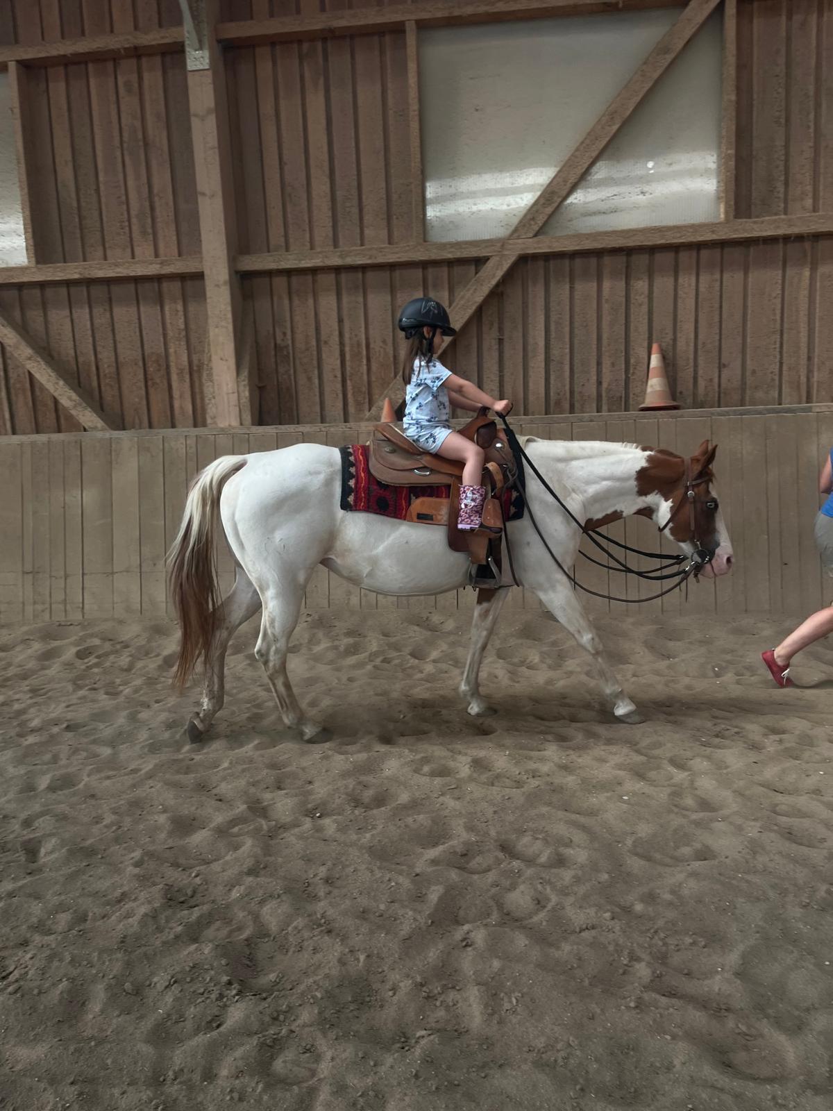 Westernpferde suchen neues Zuhause 1