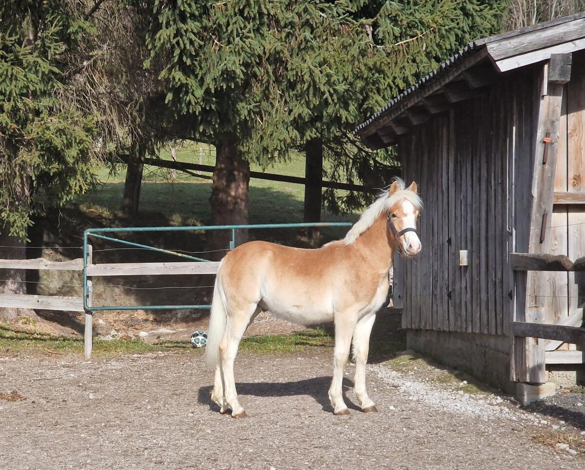 Hengstfohlen Avelino-W 3