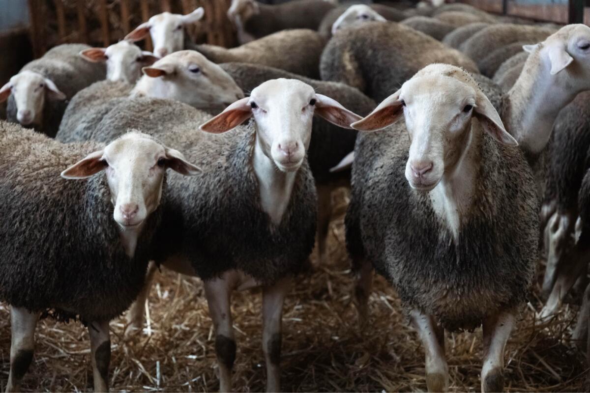 Praktikum in unserer Hofkäserei Mai-August 2026 2