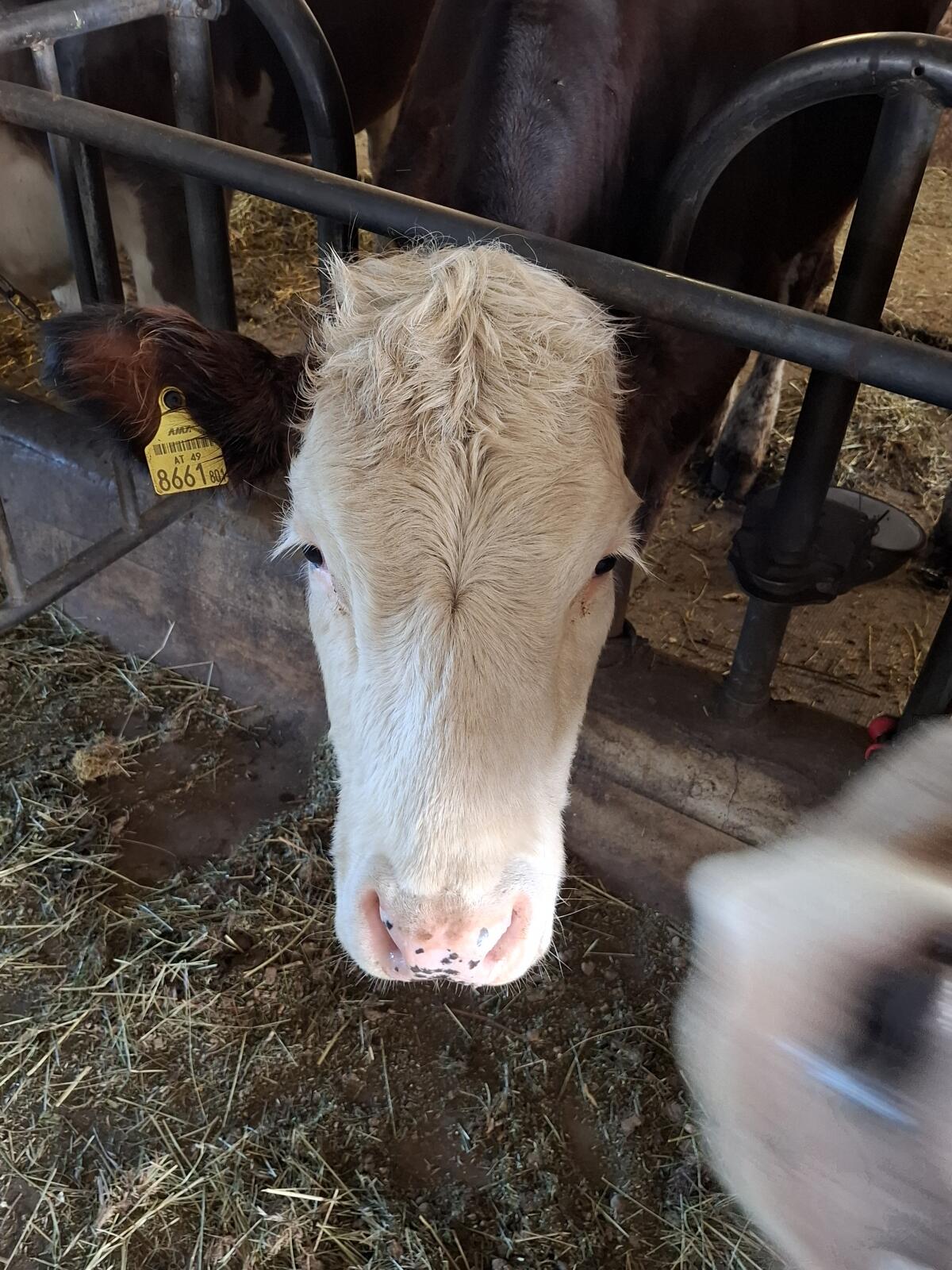Rinder zu verkaufen 3