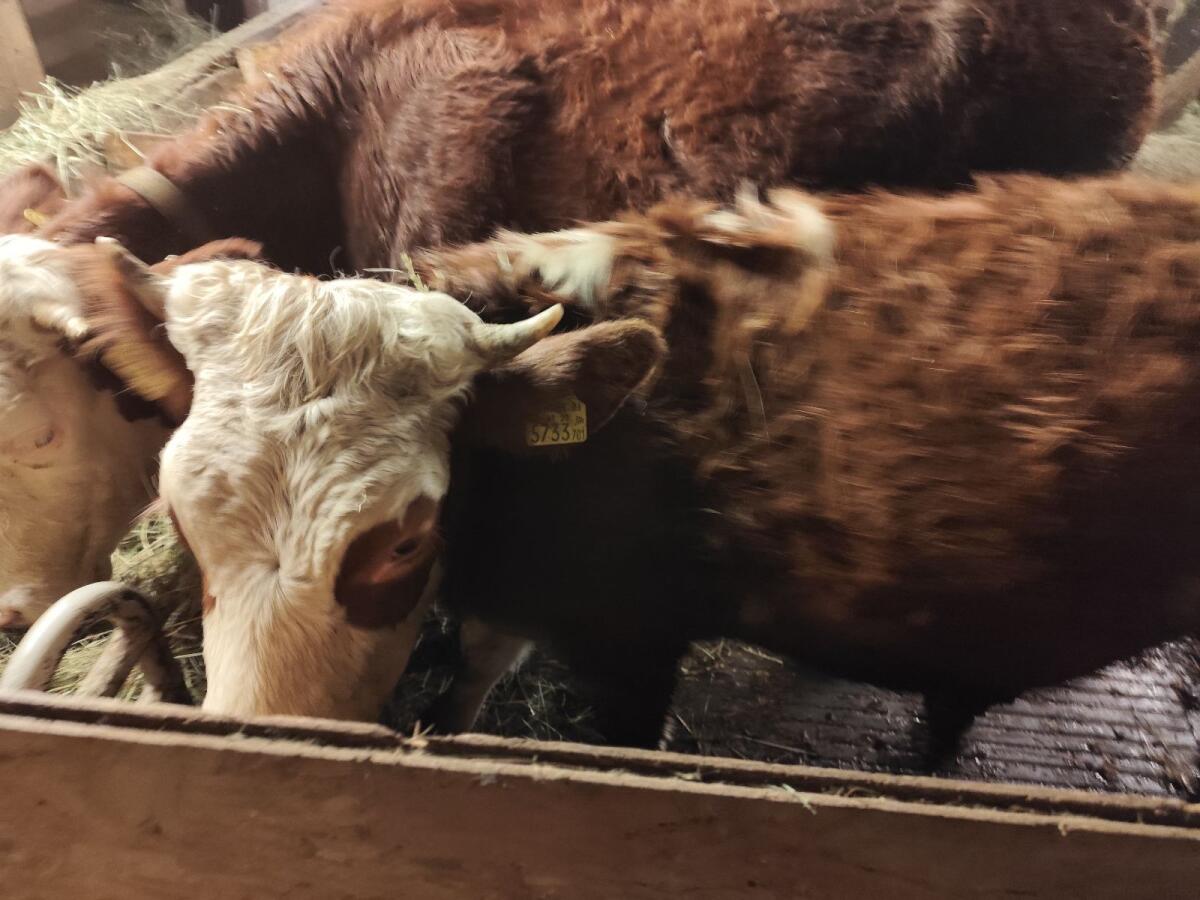 Zuchtrind Fleckvieh 1