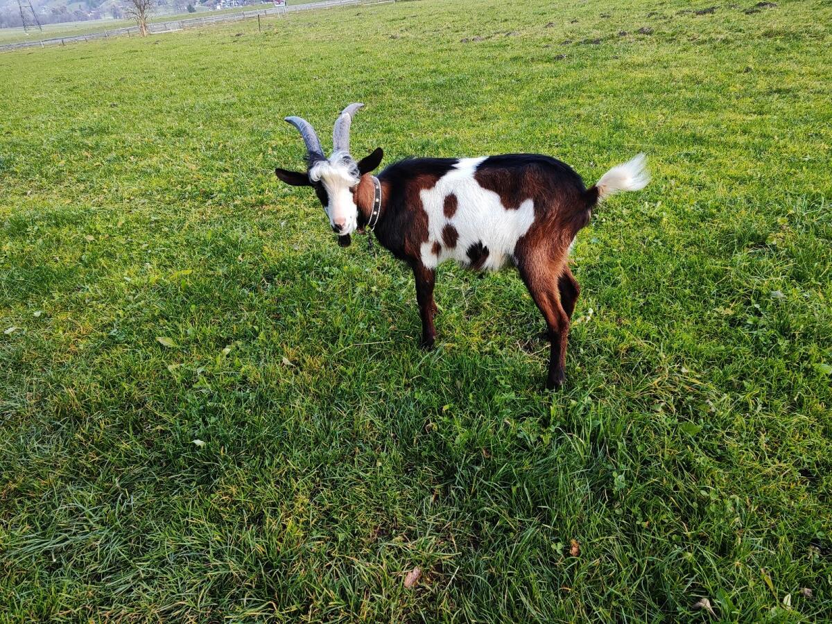 Ziegenbock 1