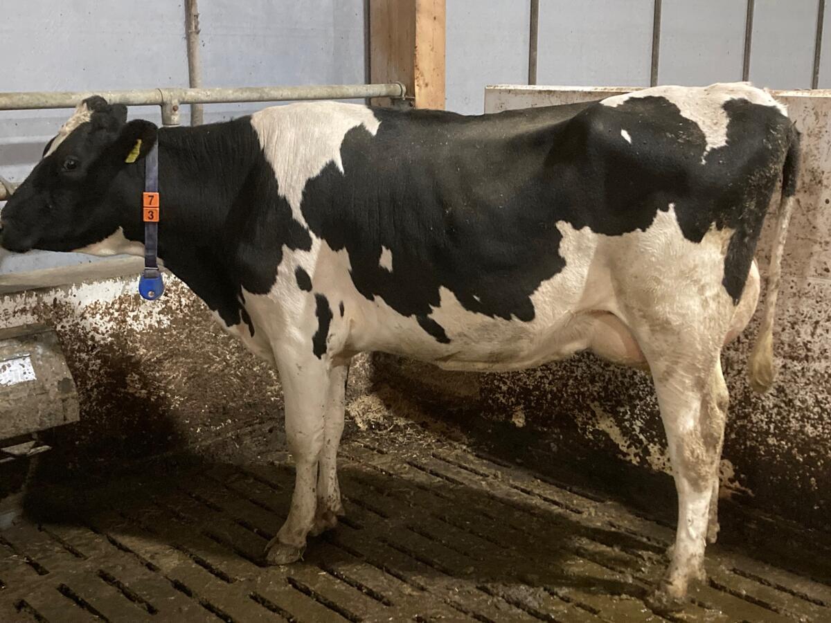 HF Erstlingskuh robotertauglich 1
