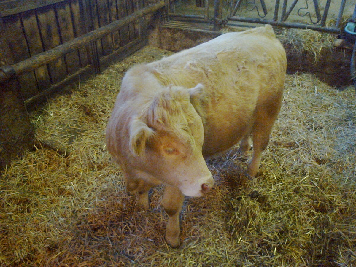 Schönes Stierkalb (CH x LI) zur Zucht für Mutterkuhbetrieb 1