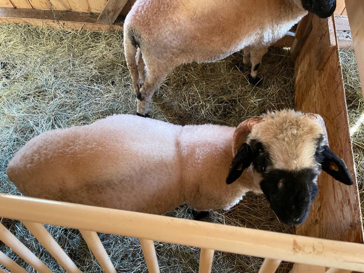 Walliser Schwarznasen Herde 3