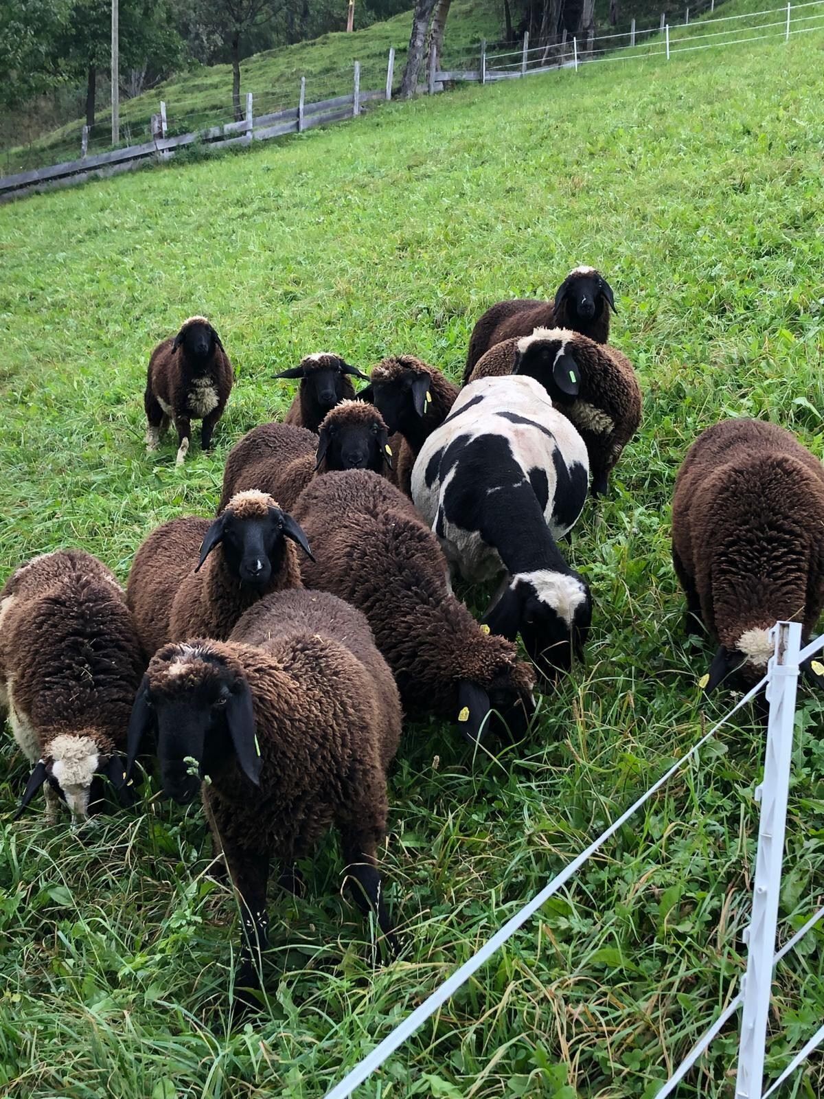 Kaufe ganzjährig Lämmer und Altschafe 1