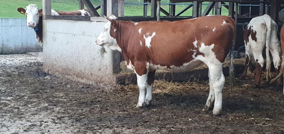 Fleckviehkalbin mit Horn 1