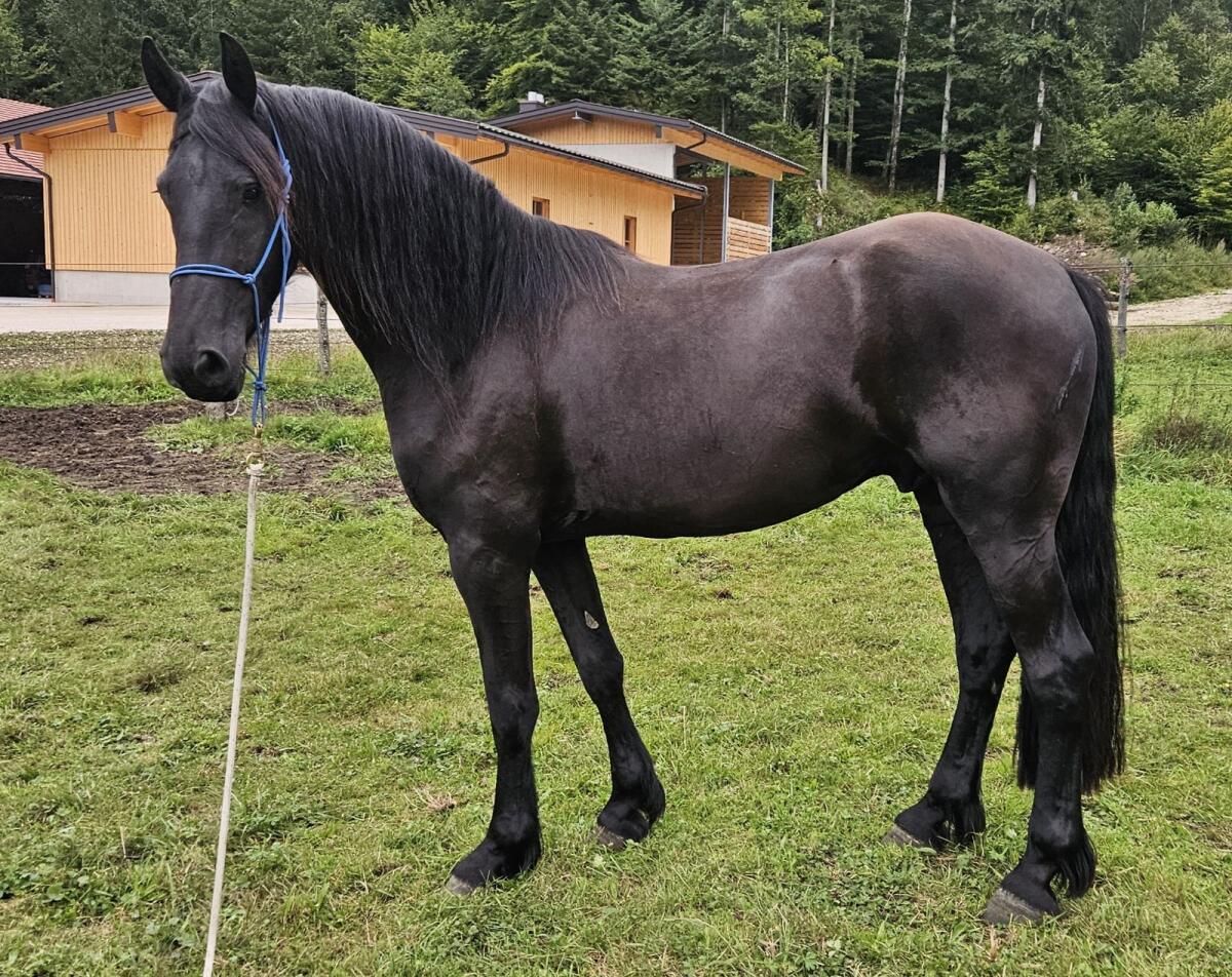 Barockpinto Wallach 2