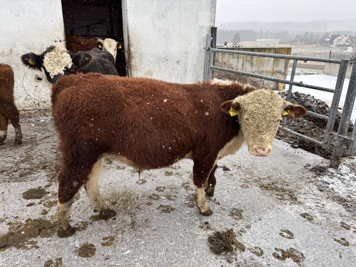 Jungstier Hereford biologisch 1
