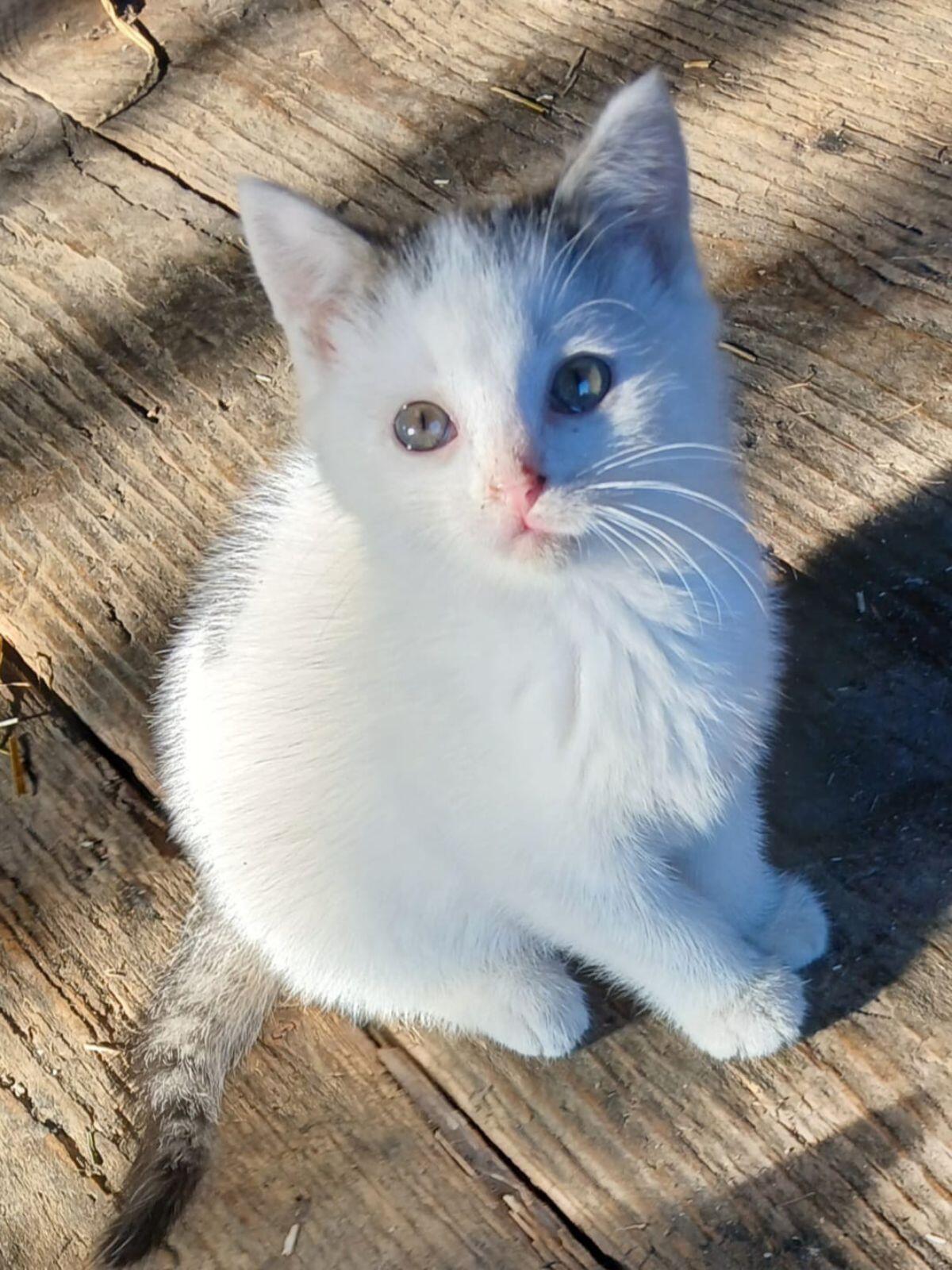 Babykatze weiblich 1