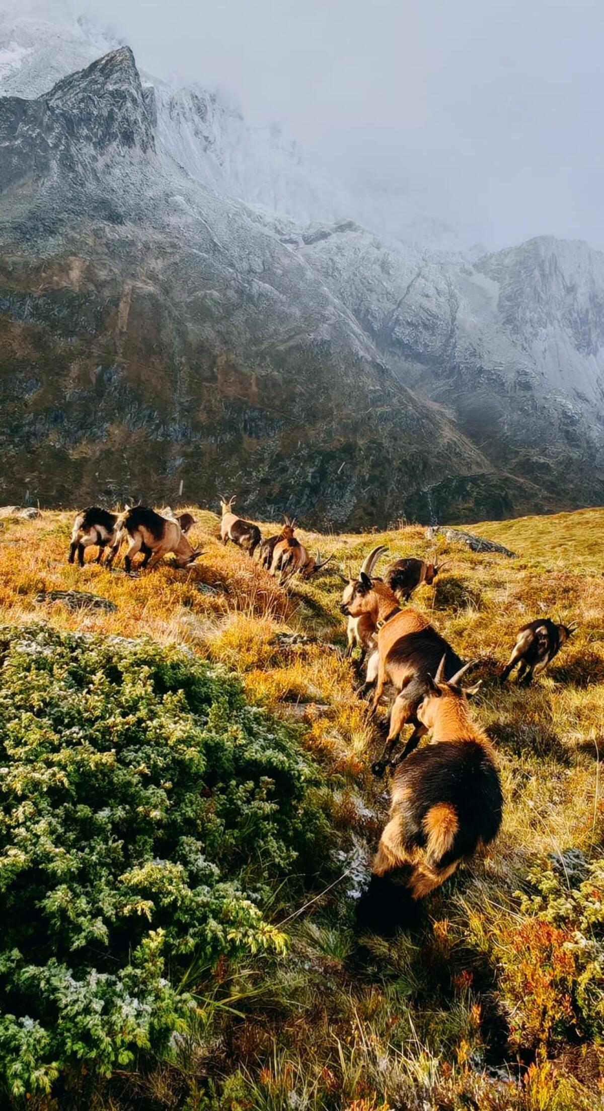 Passaier Gebirgsziegen zu verkaufen 1