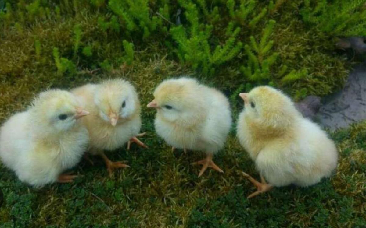 Sulmtaler Küken auf Vorbestellung 1