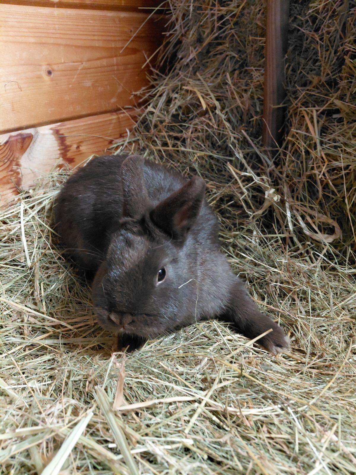 Farbenzwerg Havanna, Kaninchen, Zwerghasen 3