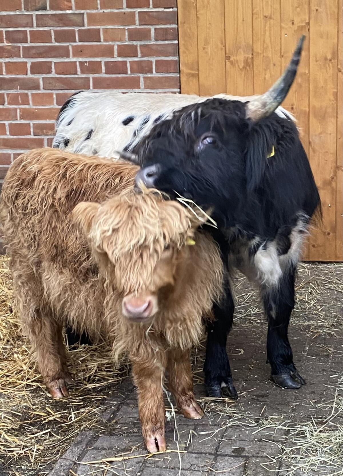 Miniatur Highland Rinder, Lilliput Rind 2