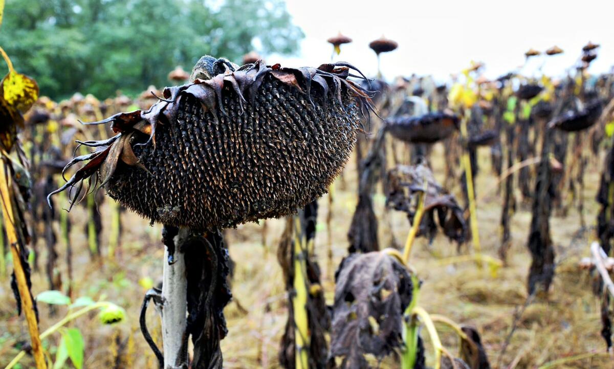 Sonnenblumen High Oleic 1