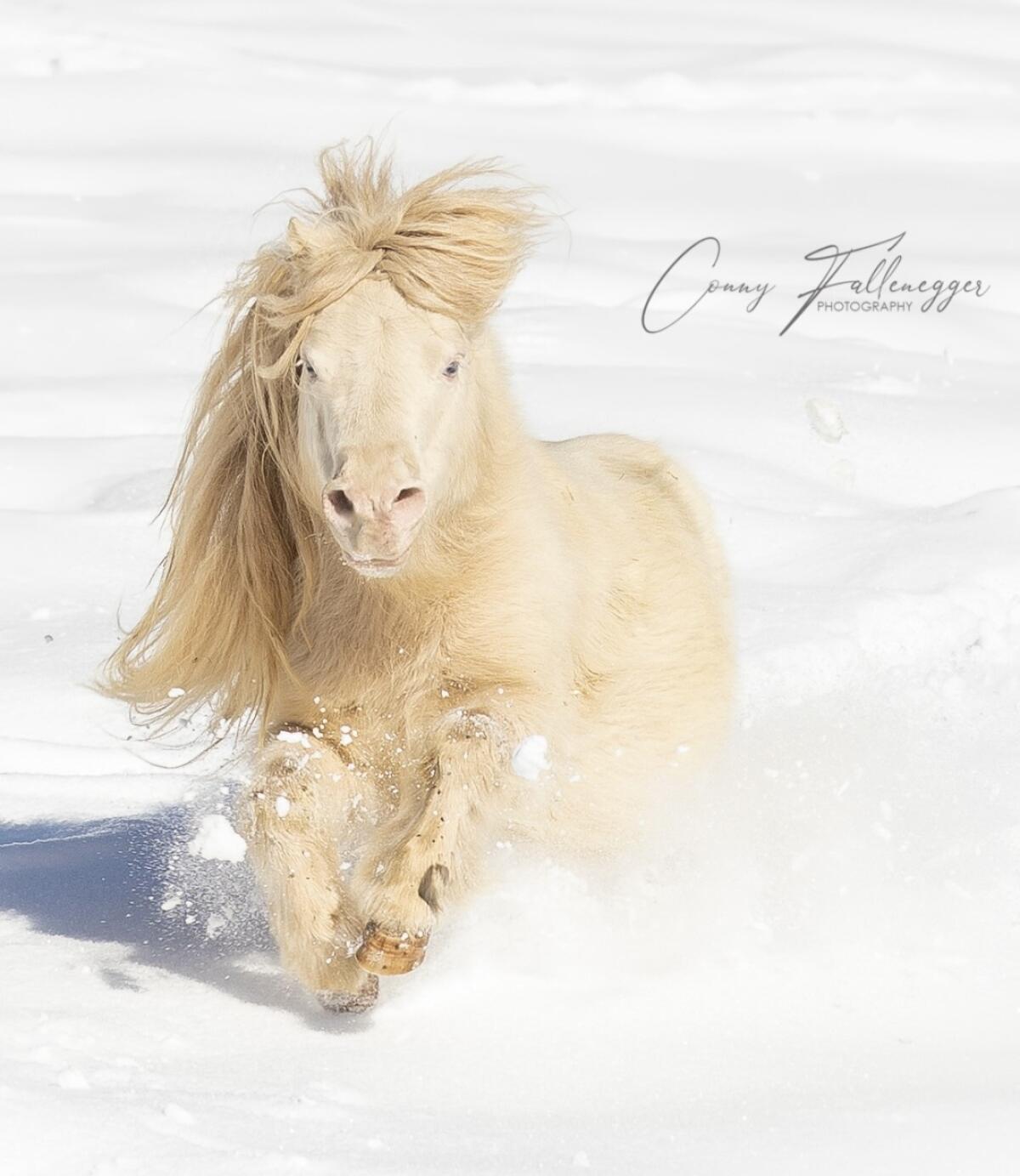 Trächtige Mini-Shetty-Stute 3