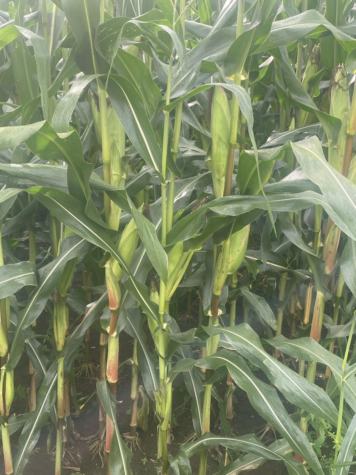 Verkaufe Anhänger 2