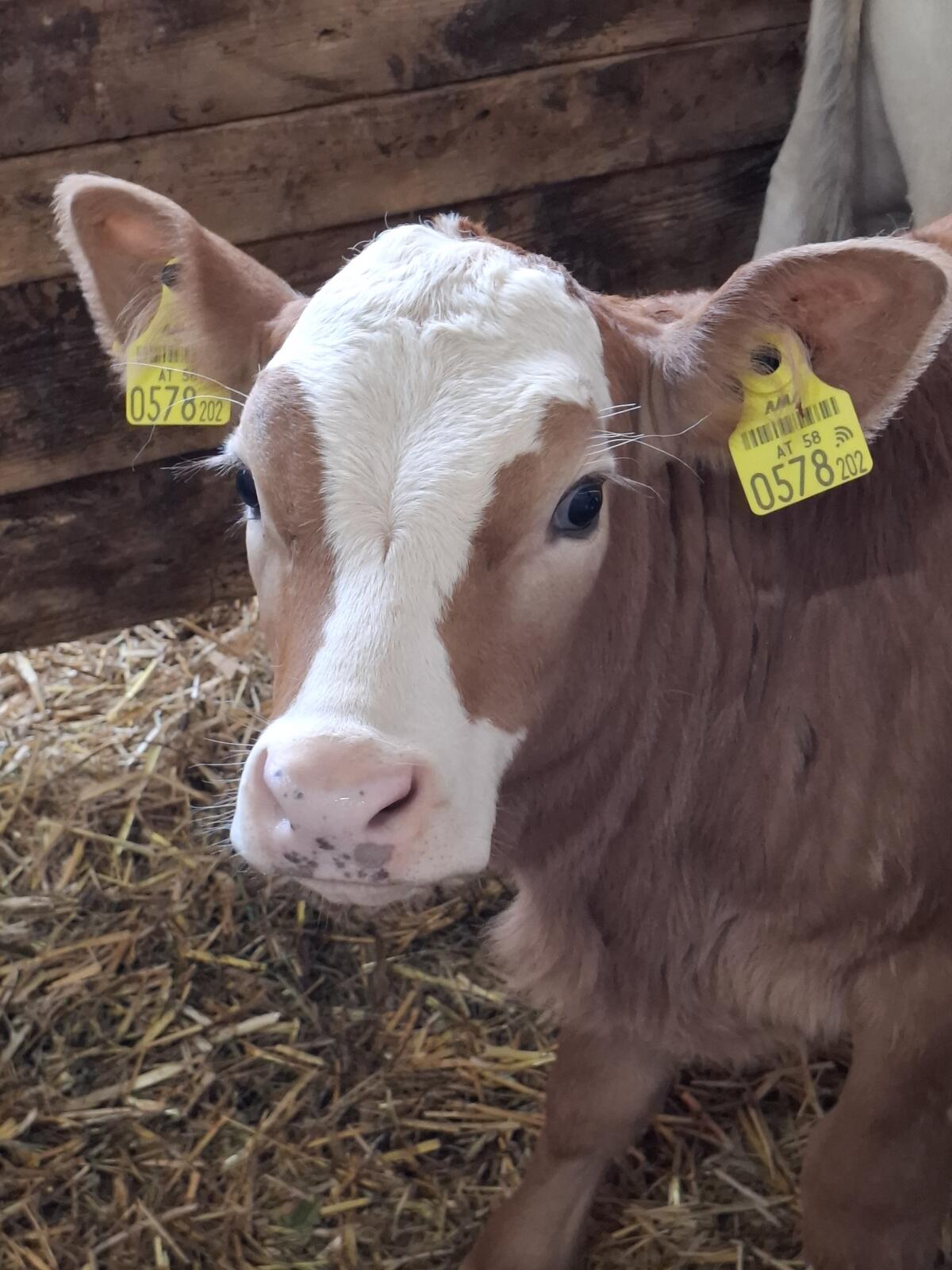 Fleckvieh- und Braunviehkuhkälber 2