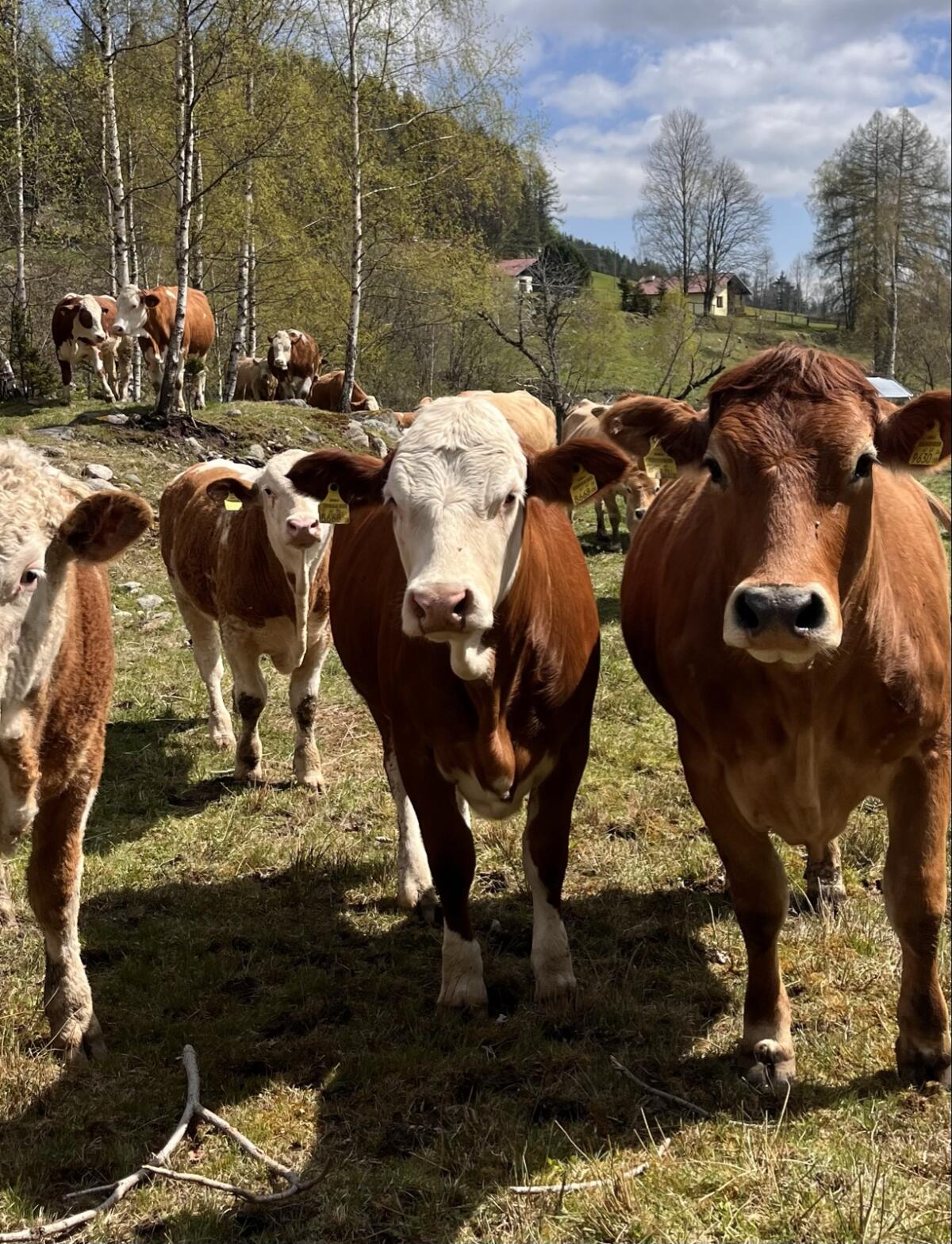 Reinrassige Bio Fleckvieh Zuchtkalbin 3