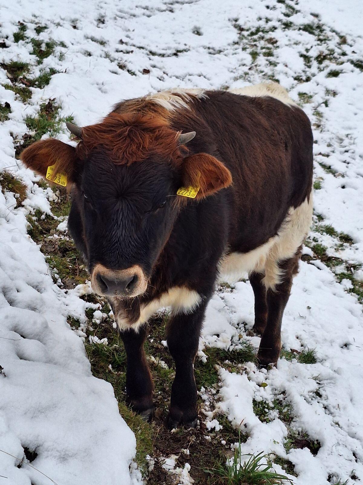 Grauvieh Kreuzung weiblich BIO 1