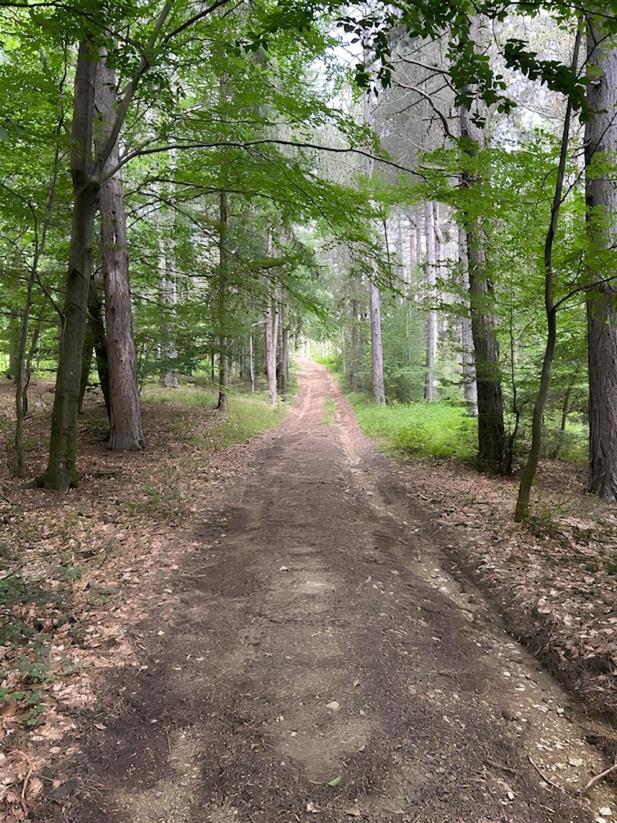 Waldgrundstück Zweierwald 3