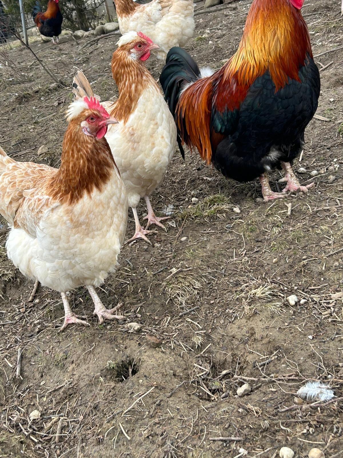 Sulmtaler Bruteier und Jungtiere 3