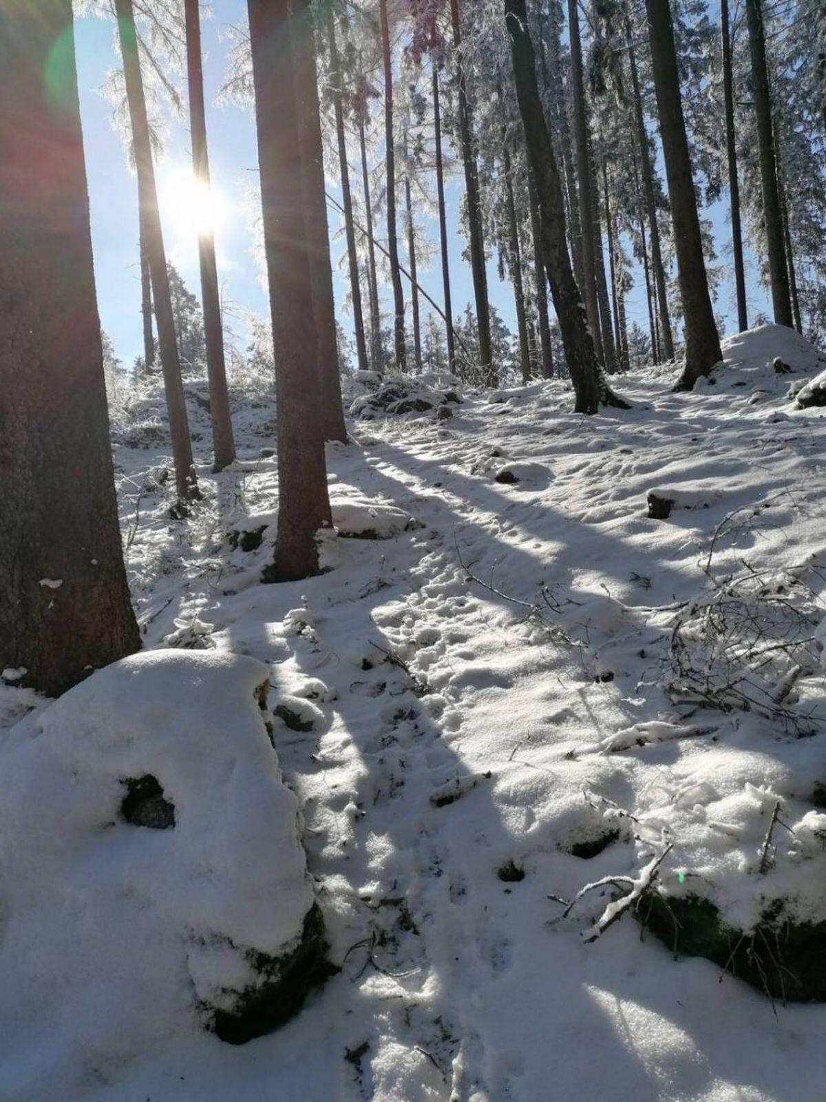 Wald gesucht, Kauf oder Durchforstung 1