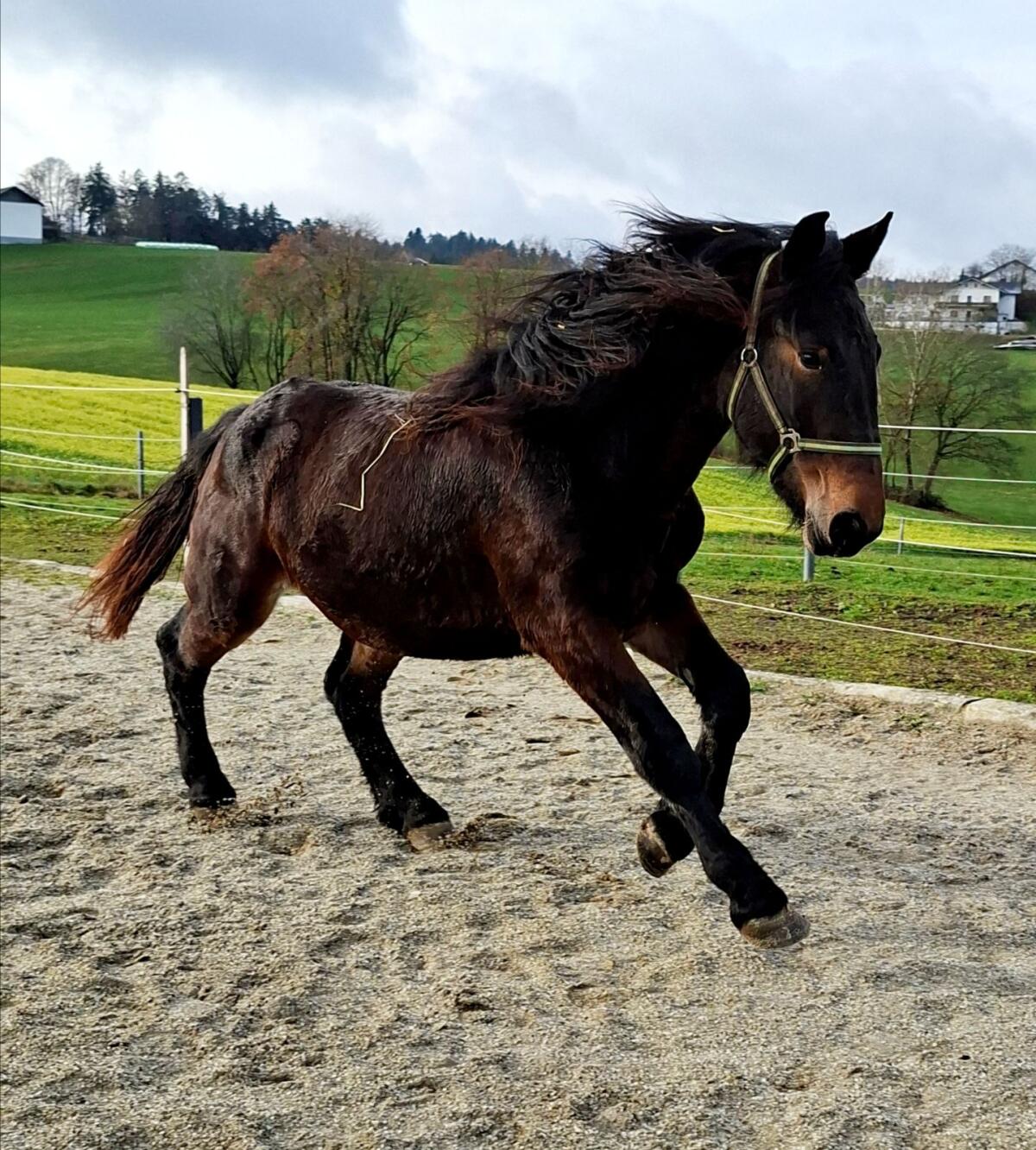 Norikerstute 1 Jahr 1