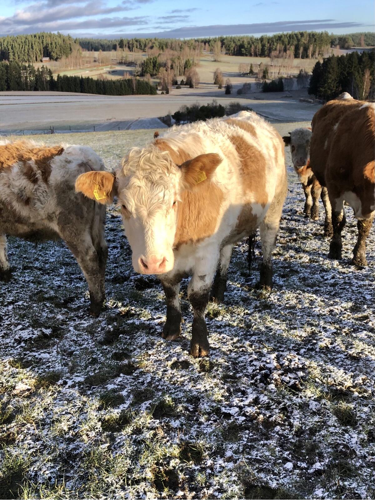 Verkaufe sehr schöne Kalbin für Mutterkuh 2