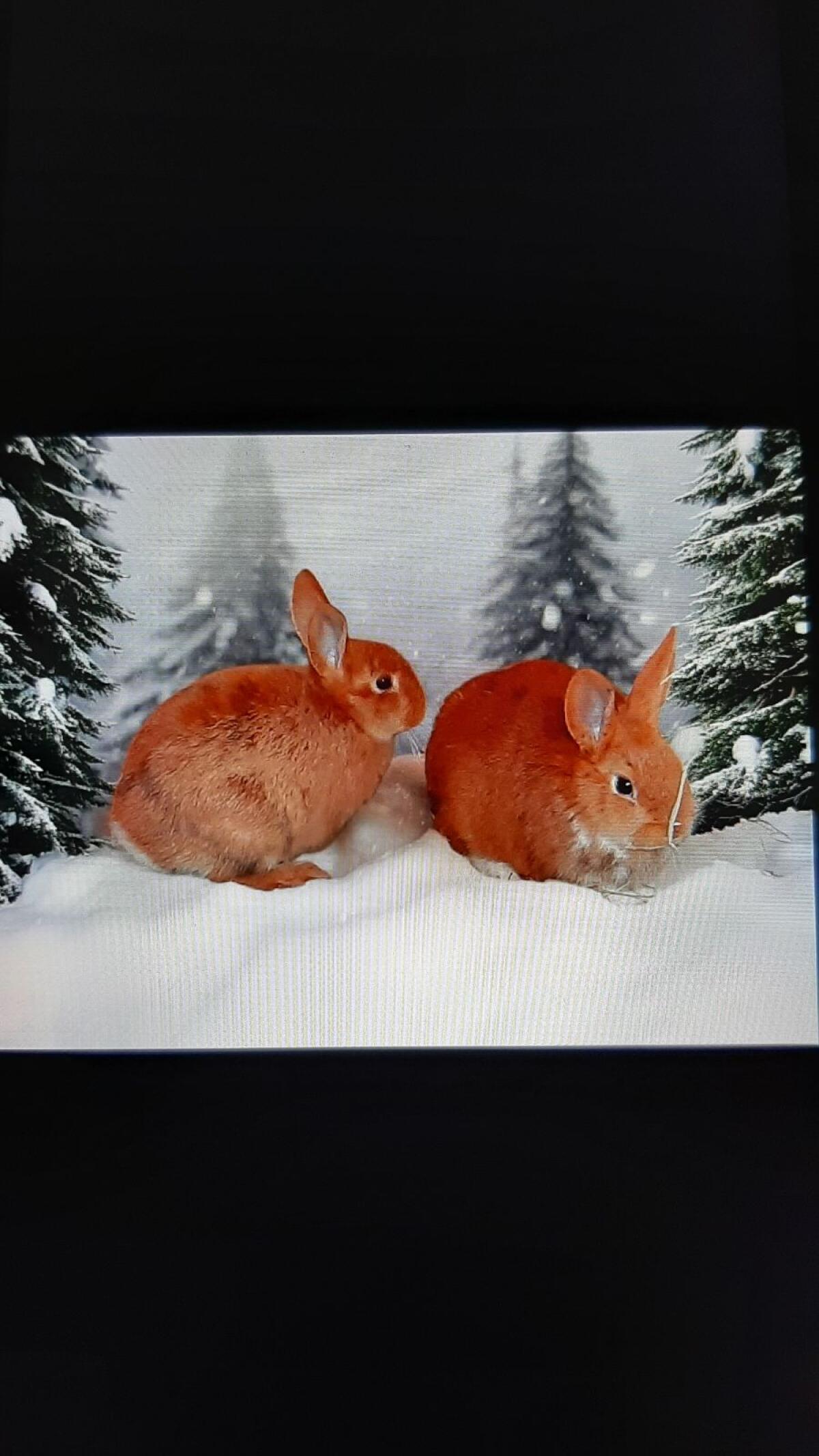 Zwergkaninchen Mix 1