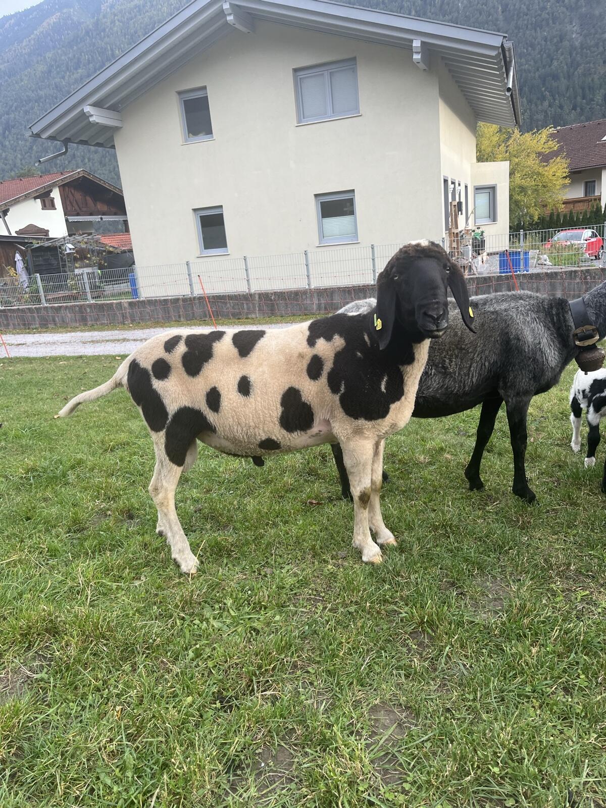 Vergebe 3-jährigen HB Tscheggenwidder 1b bewertet 1