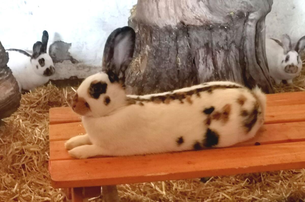 Dreifarbenschecken Häsinnen 1