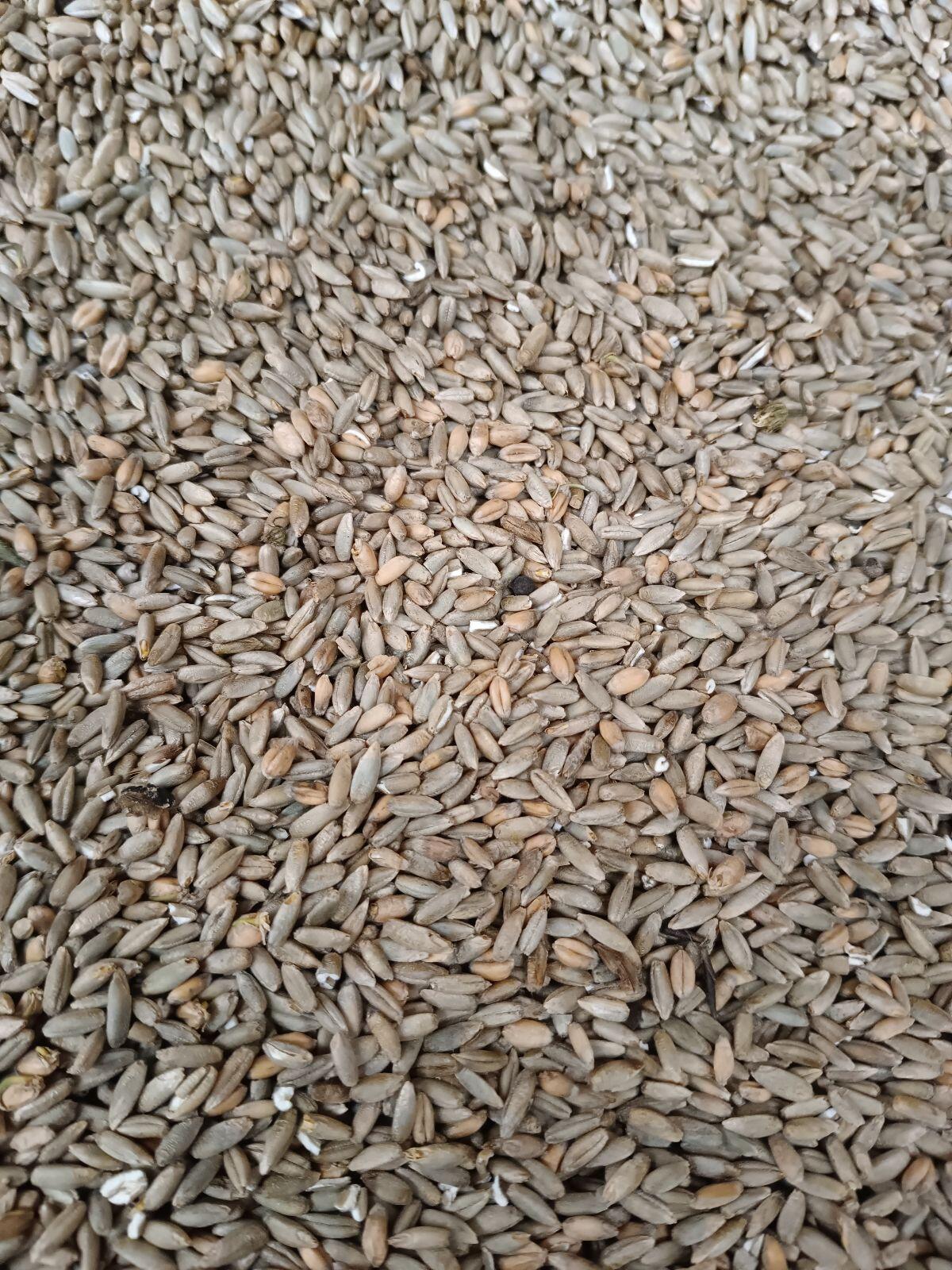 Bio Roggen/Weizen Gemenge 1