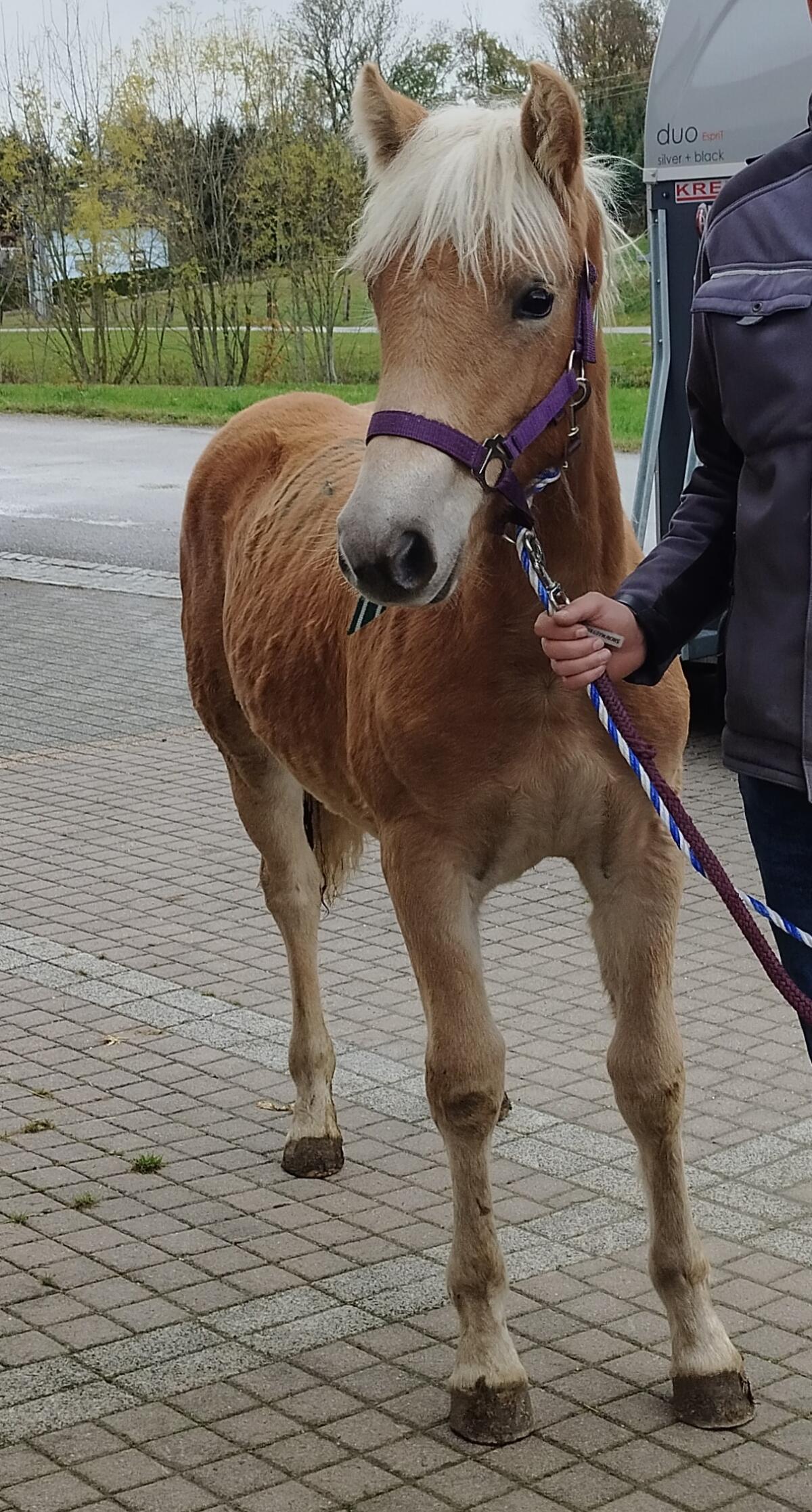 Hübsches Haflinger Stutfohlen 3