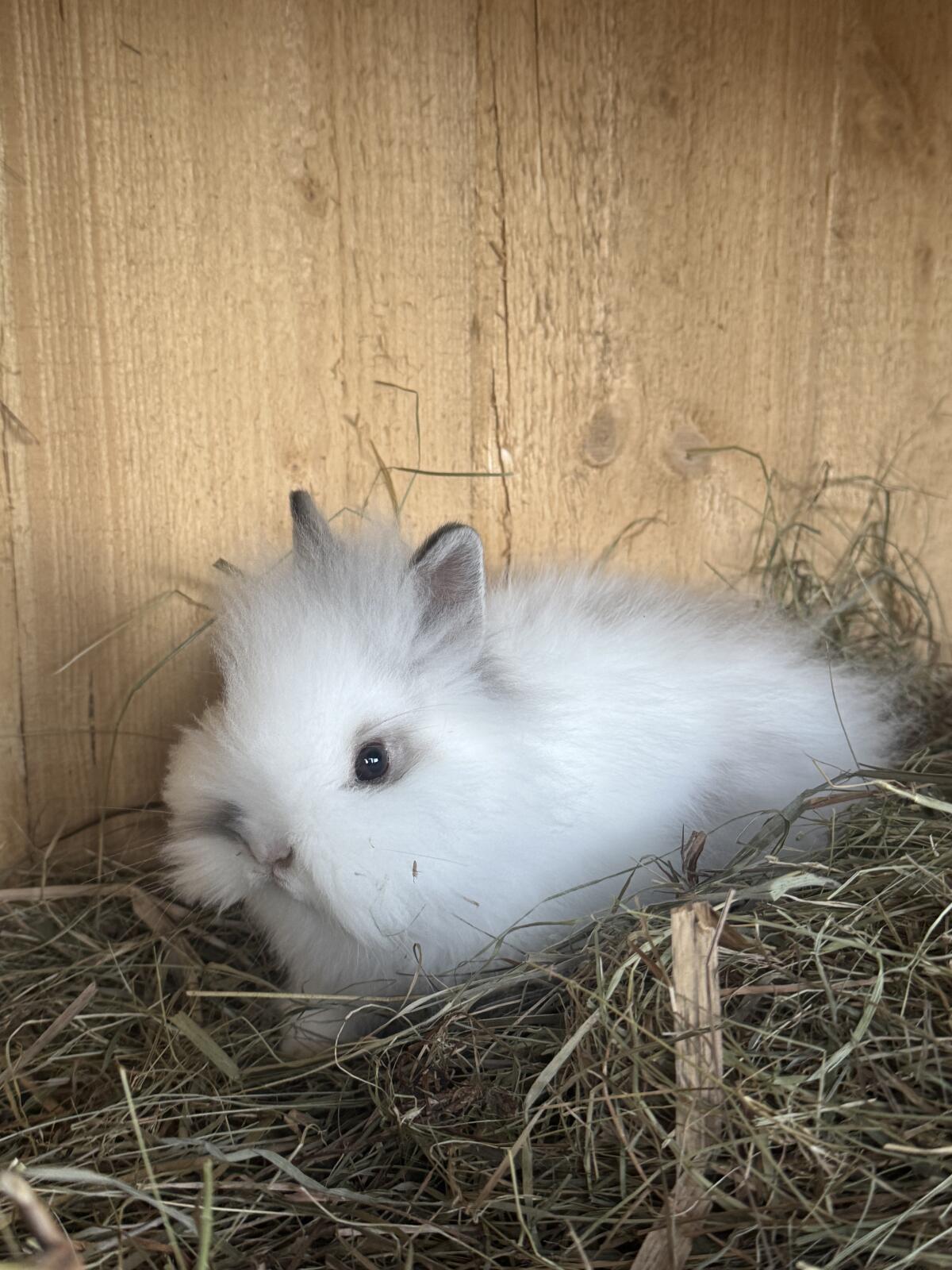 Teddyzwergkaninchen 2