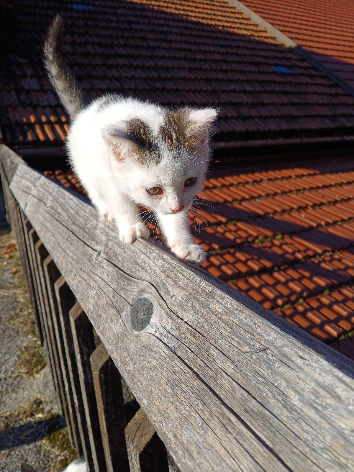 Babykatze weiblich 2
