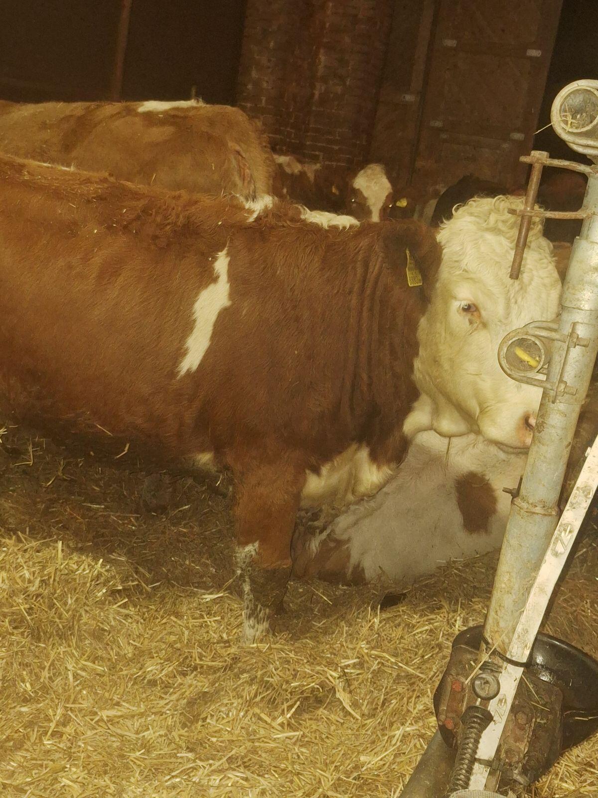 Fleckvieh Kalbin, trächtig, geweidet 2