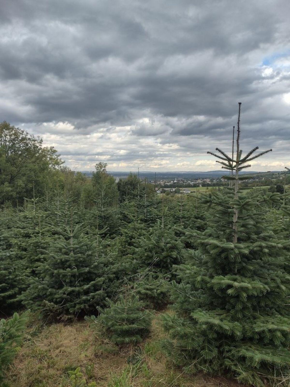 Nordmanntannen / Christbäume 1