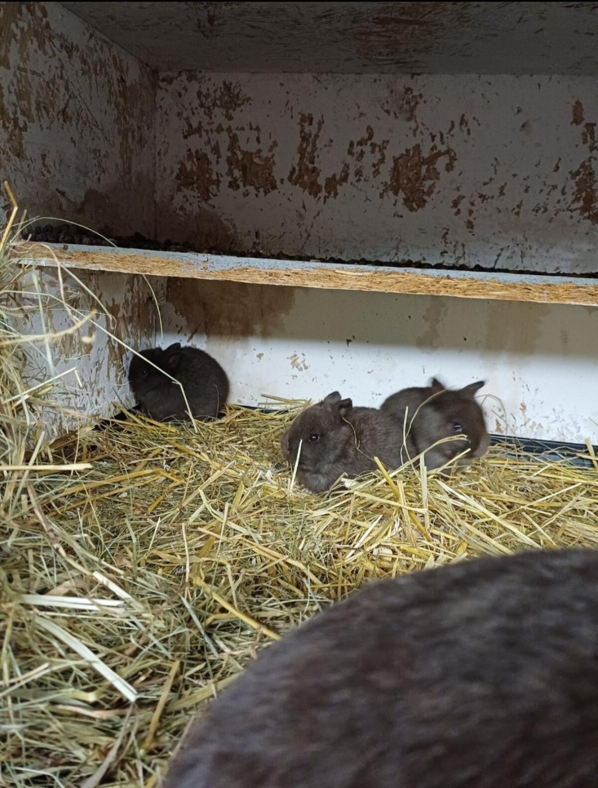 Farbenzwerg Havanna, Zwergkaninchen, Kaninchen 3