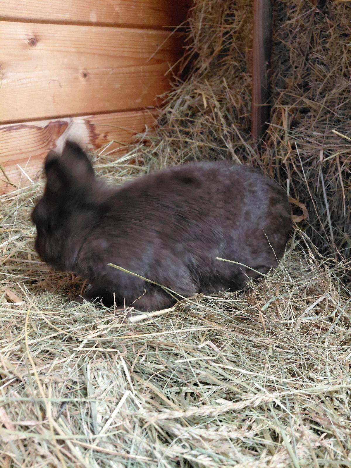 Farbenzwerg Havanna, Kaninchen, Zwerghase 2