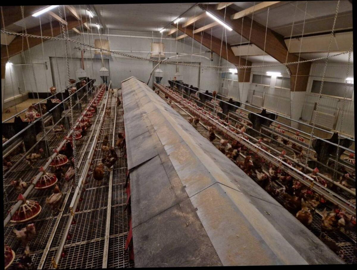 Legehennen-Stalleinrichtung 1