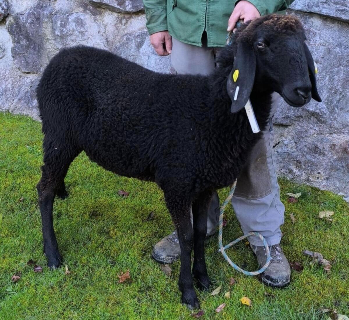 Verkaufe Schwarzes Bergschaf Kilbern HB 2