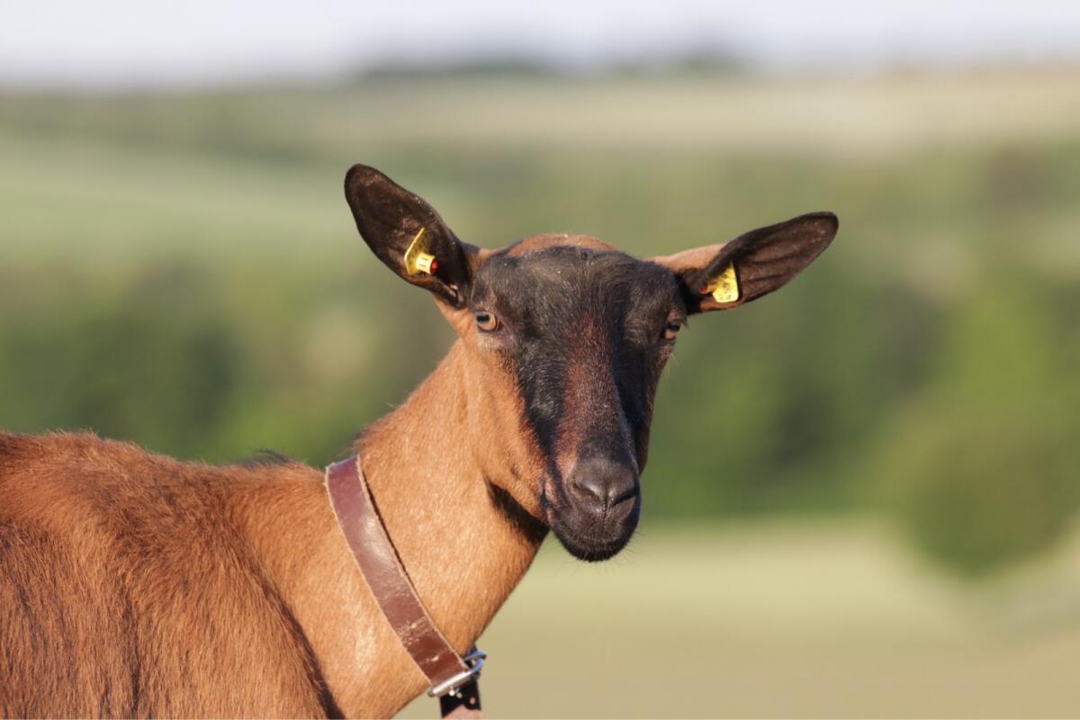 Gemsfarbige Gebirgsziegen GGZ 1