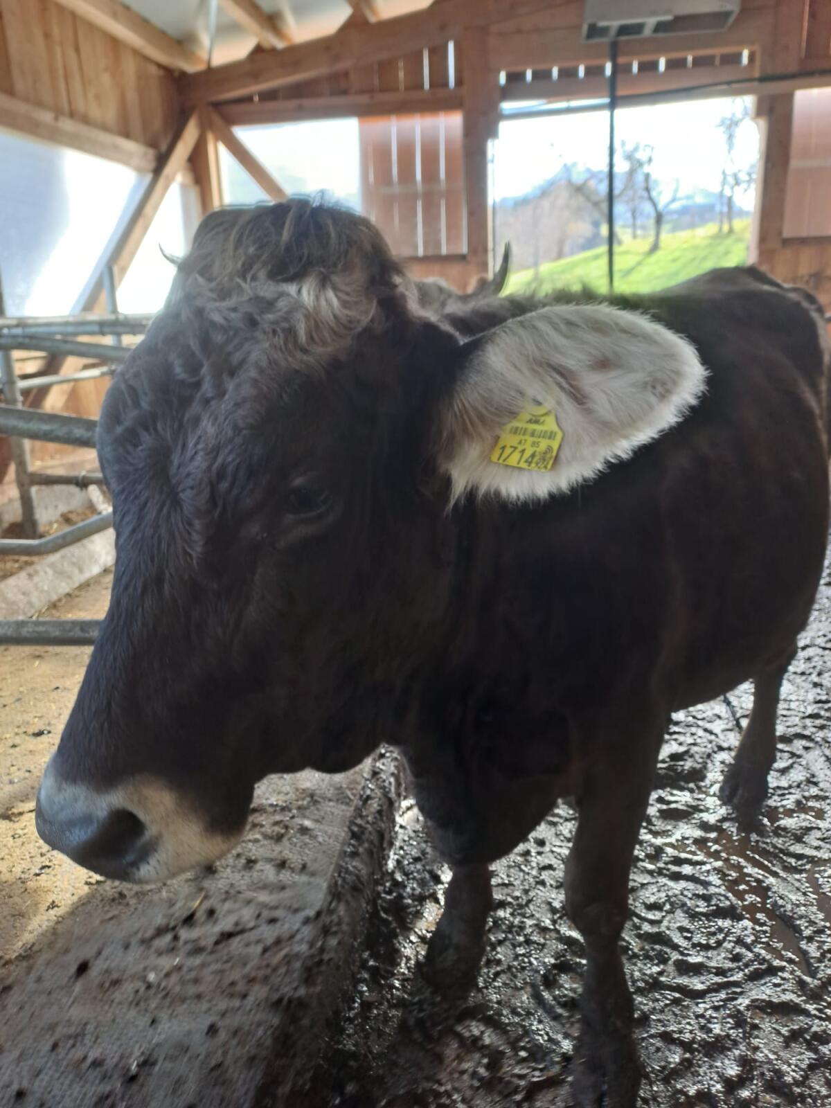 Braunvieh Kalbin, ev. als Ammenkuh 3