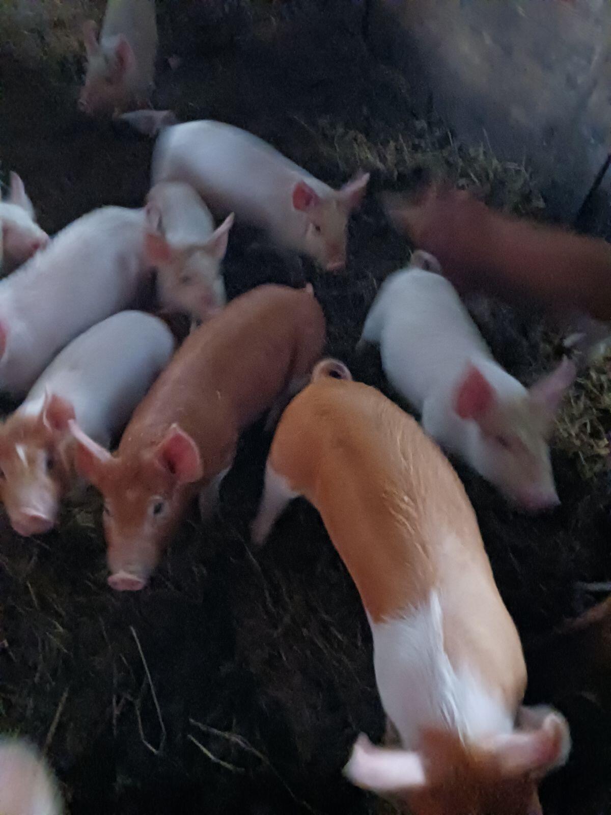 Landrasse x Edelschwein x Duroc Ferkel 2