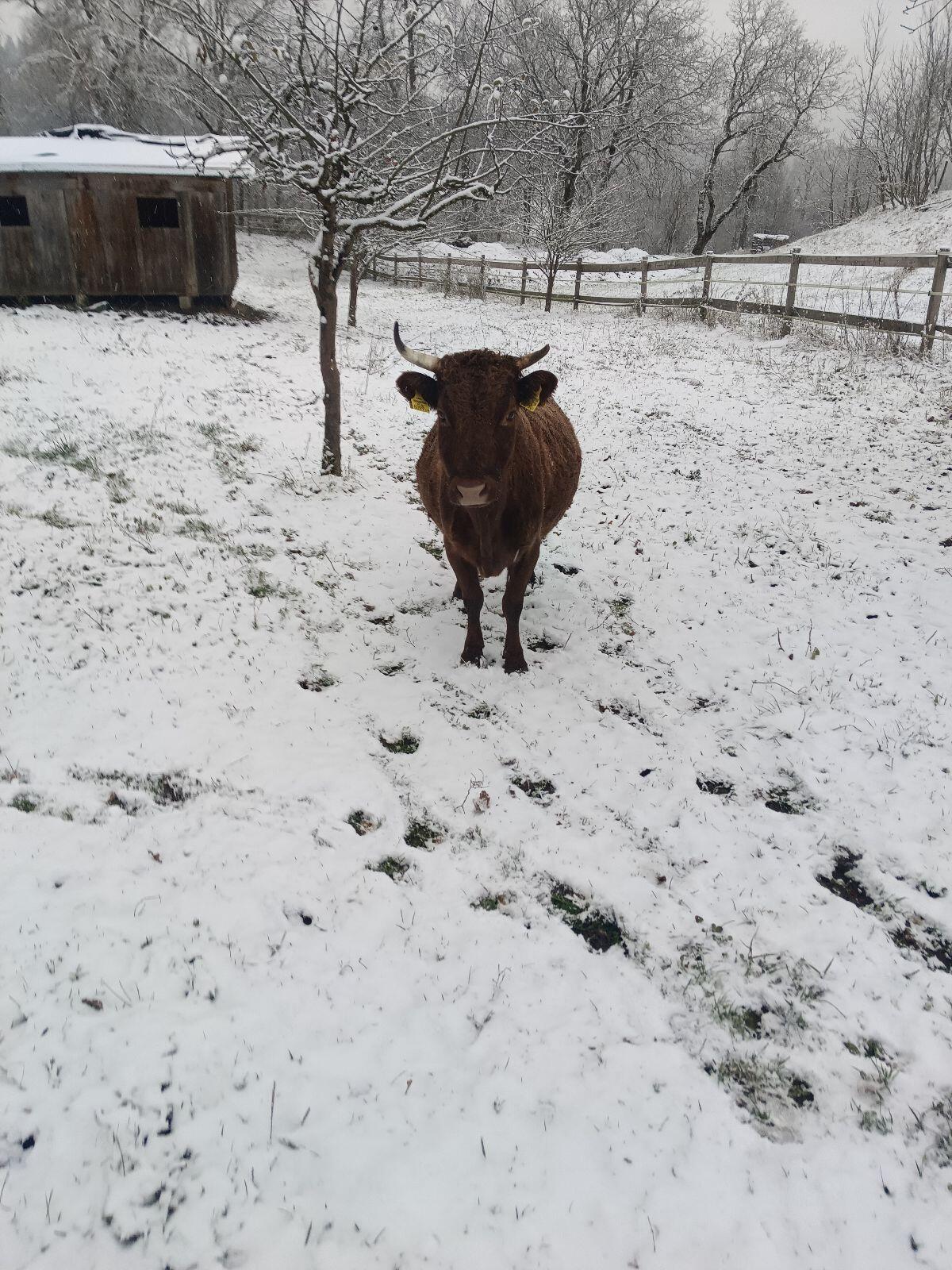 Dexter Rinderherde 3